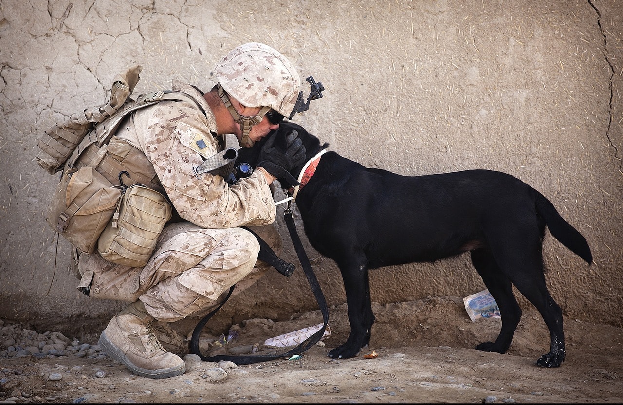 soldier, dog, companion