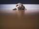 Video Of Paralyzed Pup’s First Time On A Wheelchair Goes Viral And Touches Hearts Of Many