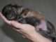 Rescued Dog Unknowingly Smiles While He Sleeps