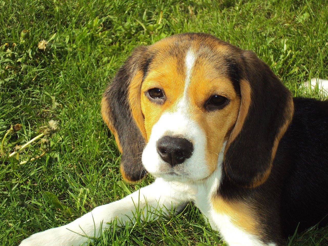 beagle puppy, beagle, hound