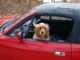 Foster Dog With Disability Lost Her Wheelchair During A Car Theft