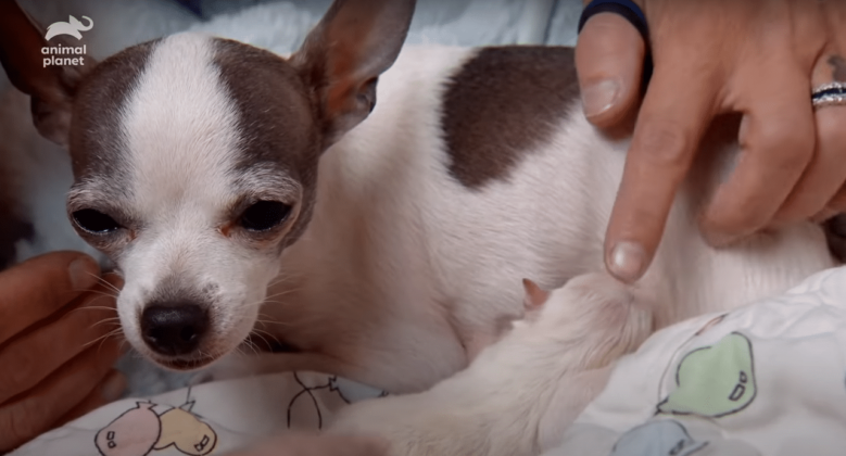 The Chihuahua Who Underwent A C-Section To Give Birth To A Big Puppy