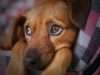 The Touching Tale Of Serendipity Featuring A Woman And A Dog Who Refused To Leave Her Yard