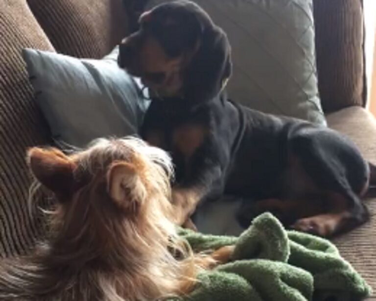 Young Pup Sweetly Persuades Older Canine To Play With It - Daily Happy Dog