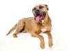 Dog Found In Dumpster Finally Has His Very Own Loving Home