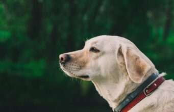 Labrador Abandoned In Desert During The Pandemic Saved By Rescue Organization