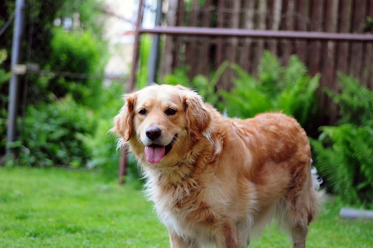 golden retriever, dog, happy