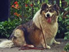 Unwanted Dog Goes To Prison For Training, Lands A Spot In A Commercial, And Finds A New Family