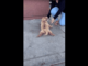 Golden Puppy Gets Extremely Excited About Ice Cream, And Her Frenzied Actions Are The Positive Vibes We All Need