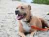 Rescue Dog Was Terrified Of Everything Until His Foster Dad Showed Him The World