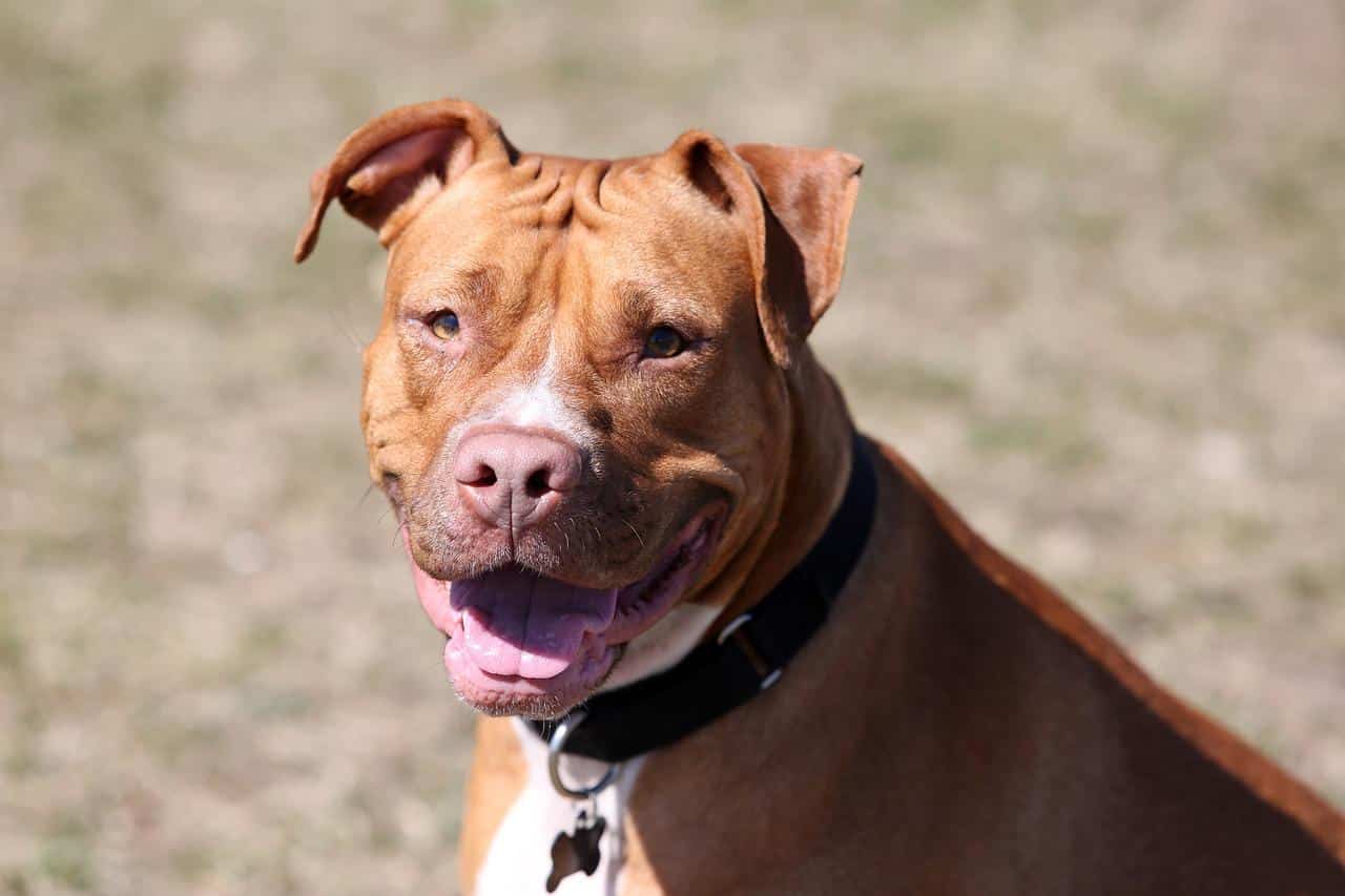 red nosed pit bull, pit bull, pit mix