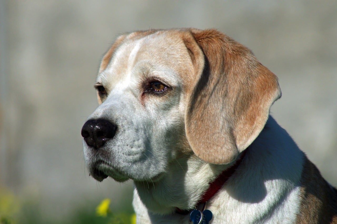 beagle, dog, nose