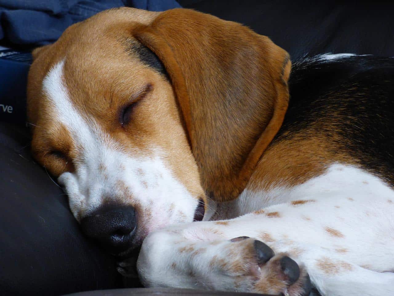 beagle, dog, sleeping