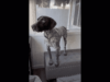 Dogs Get Excited About A Neighbor’s Cat Making An Appearance, And Their Combined Reaction To The Feline Is All The Provoked Kids In The World