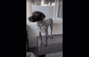Dogs Get Excited About A Neighbor’s Cat Making An Appearance, And Their Combined Reaction To The Feline Is All The Provoked Kids In The World