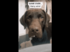 Chocolate Labrador Gets Introduced To The World Of Bubbles, And His Bewildered Expression Is All Of Us During First-Time Experiences