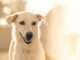 There’s A Heartwarming Reason Why This Dog Keeps Barking Whenever His Owner Goes Out