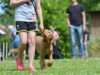 Stray Dog Finds His Forever Home After Crashing A Wedding