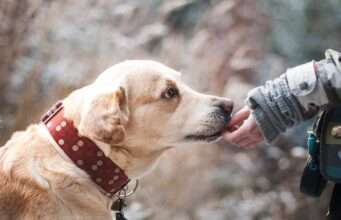 Despite Losing His Back Legs In A Car Accident, This Afghan Stray Dog Is Still Full Of Life