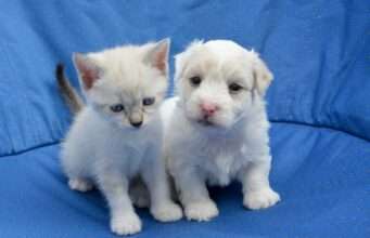 Kitten And Puppy Are Too Engrossed In A Game Of Tug-Of-War And Their Focus Is Astonishing